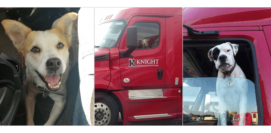 Knight Transportation Pet Policy